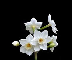 Paperwhite Narcissus Birth Flower Tattoos Narcissus Flower December Flower