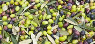 Image result for images picking olive fruits