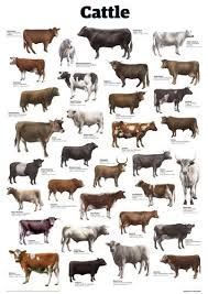 Cattle Art Print By Guardian Wallchart Easyart Com Miniature Cow Breeds Cattle Ranching Hereford Cattle
