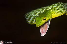 Regrann From Bhaveshnr The Green Vine Snake Ahaetulla Nasuta Is A Slender Green Tree Snake Found In India Sri Lanka Vine Snake Snake Lovers Western Ghats