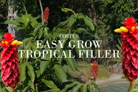 Image result for Costus