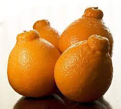 What is a tangelo orange?. Tango With The Tangelo Dash Of Wellness