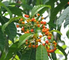 Image result for Rauvolfia vomitoria