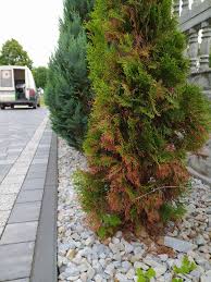 Image result for kabatina thujae