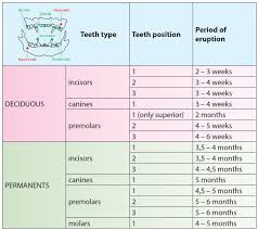 kitten baby teeth chart bedowntowndaytona com