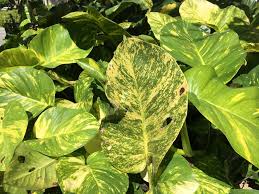 Image result for Epipremnum aureum