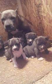 We did not find results for: Pitbull Puppies For Sale California Page 5