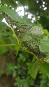 Image result for Obetia tenax