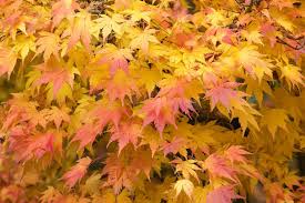 Image result for Acer palmatum `Orange Dream`