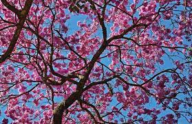 In florida pruning should be done in january or february before new growth begins, so the tree can develop properly by the summer. Florida S Flowering Trees Are A Splashy Sight To Behold Sarasota Magazine