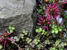 Retrouvez nos plantes pendantes et rampantes et autres plantes artificielles sur notre boutique en plantes pendantes et rampantes. Couvre Sol Tous Nos Sujets