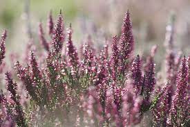 Pin On Garden Ideas