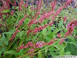 Image result for Persicaria amplexicaule