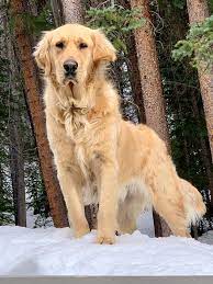 We are a registered iowa business and must collect iowa state tax for any puppy sold within the state. Trumpeters Golden Retrievers Clumbers Goldendoodles Home