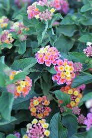 Image result for Lantana moldenkei