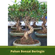 Melihat Museum Bonsai Beringin Terkenal Di Jepang Ciriciripohon Com