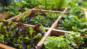 Memiliki taman belakang rumah minimalis mungkin adalah impian semua orang. Desain Kebun Taman Sayuran Yang Cantik Unik