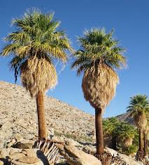 Image result for Washingtonia filifera