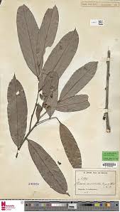 Image result for Polyceratocarpus