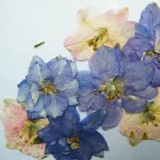 How to dry flowers properly. Pressed Flowers Larkspur Delphinium Pack Of 12 Daisyshop