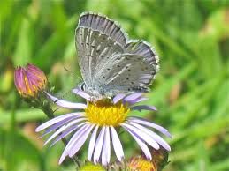 Image result for Anadelphia