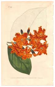 Image result for Cordia sp.A.