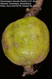 Image result for Catunaregam obovata