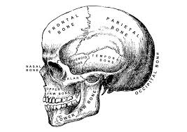 Whitepages is a residential phone book you can use to look up individuals. Coloring Page Skull Free Printable Coloring Pages Img 27876