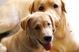 Labrador retrievers are classified as medium to large dogs. Labrador Breeders In Michigan Reviewed Breeder Review