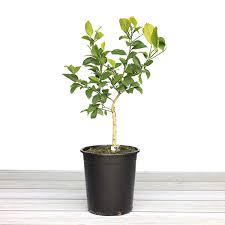 Therefore when used as a rootstock in winter the roots. Alder Oak Improved Meyer Lemon Tree Costco