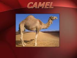They eat desert vegetation, such as grasses, herbs, and leaves. Camel Presentation