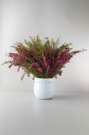 Image result for Burttia