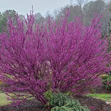 Image result for Cercis
