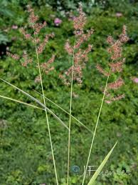 Image result for Melinis ambigua