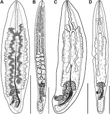 Asno horie indonesia membuka lowongan kerja dengan posisi dan persyaratan sebagai berikut. A Complex Of The Blood Fluke Genus Psettarium Digenea Aporocotylidae Infecting Tetraodontiform Fishes Of East Queensland Waters Sciencedirect