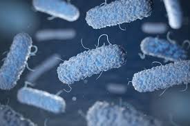 Salmonella Jak Mozna Sie Zarazic Objawy I Leczenie Salmonellozy Lekarzebezkolejki