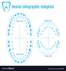 orthodontist human tooth anatomy with numbering