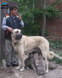 Burkem Farki Ile Kacirilmayacak Guzellige Sahip Anne Ve Babadan Alinan Safkan Kangal Yavrulari Satiliktir Http Www Kopekdunyasi Com Muhtesem An Dogs Animals