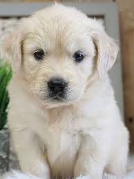 Find great deals on ebay for puppies for sale golden retriever. Jenni Golden Retriever Puppy 597973 Puppyspot Retriever Puppy Puppies Golden Retriever