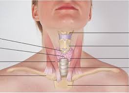 Image result for Neck Exam