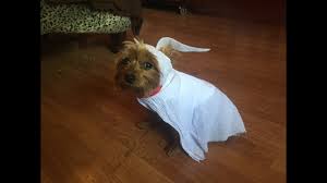 Boo It Yourself Day 15 Zero Dog Costume Youtube Zero Dog Costume Christmas Dog Costume Nightmare Before Christmas Dog