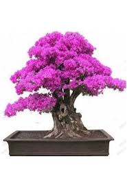 Anavatanı japonya olan en dayanıklı salon bitkilerinden bonsainin zelkova modeli ile yaşam alanlarına bakımı: Bonsai Agaci Fiyatlari Hepsiburada