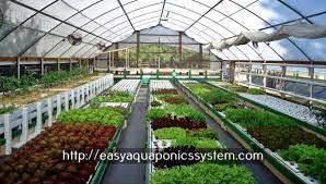 Aquaponic Kits Canada Diy Hydroponics With Fish Hydroponics Aquaponics 1202447725 Hydroponicseasy Aquaponics Greenhouse Backyard Aquaponics Aquaponics