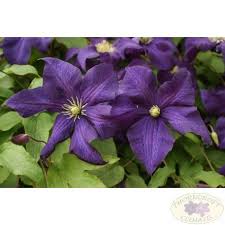 Clematis Aotearoa Clematis Summer Flowers Lawn And Garden
