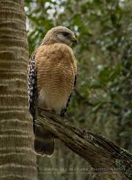 Birds Of Prey Central Florida Red Shouldered Hawk Florida Pet Birds Birds Beautiful Birds