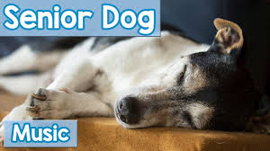 Free shipping on orders over $49, $5 flat rate for all orders below $49. Music For Senior Dogs Relaxing Music To Calm Old Dogs And Help Them Sleep Youtube