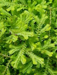 Image result for Salacia kraussii