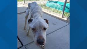 Paws and prayers pet rescue p.o. How To Help Seriously Emaciated Dog Found In Cleveland Wkyc Com