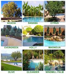 Best Worst Trees To Plant Around A Pool Pool Landscaping Plants Inground Pool Landscaping Landscaping Around Pool