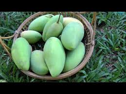 Image result for Mangifera indica